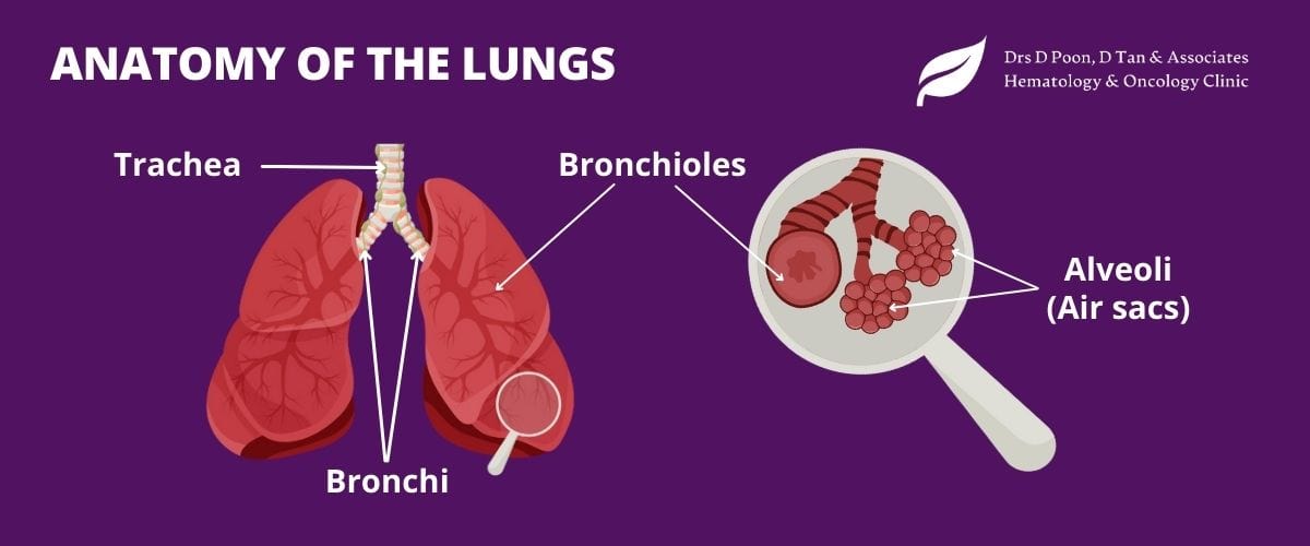 drdonaldpoon_anatomy-of-the-lungs